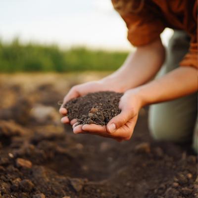 Myths about the origin of agriculture and their cultural importance