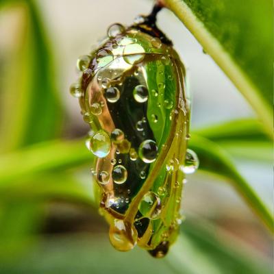 Narratives of metamorphosis as life lessons